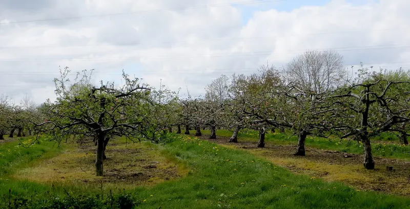 Rows of orchard trees in blossom on green grass under a cloudy sky