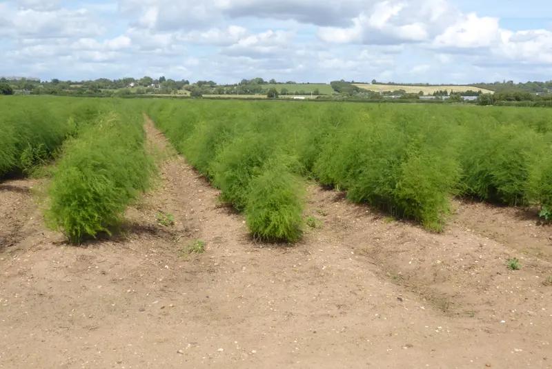 Long rows of feathery green asparagus plants growing on sandy soil in a wide field under a blue sky