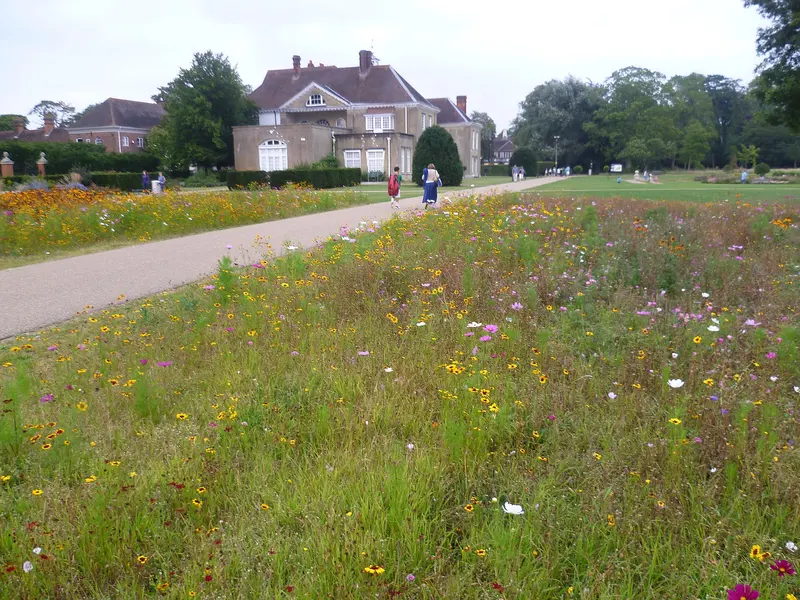 A meadow of wildflowers in Priory Park, Reigate, with the white Reigate Priory house beyond
