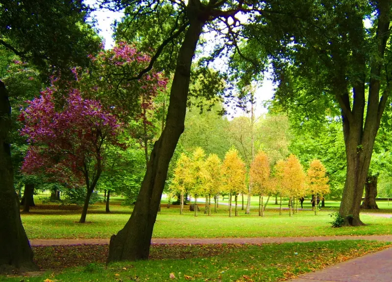 Mature trees in autumn colours, including a purple-leaved tree, beside a lawn in Bute Park