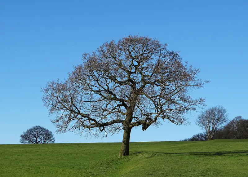 A lone leafless tree on open green parkland under a clear blue sky