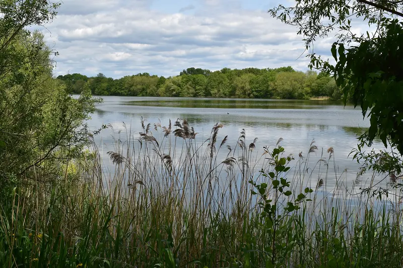A wide lake fringed with reeds and trees under a cloudy sky