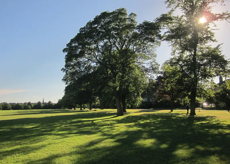 Sunlit grassland dotted with mature trees on The Stray in Harrogate
