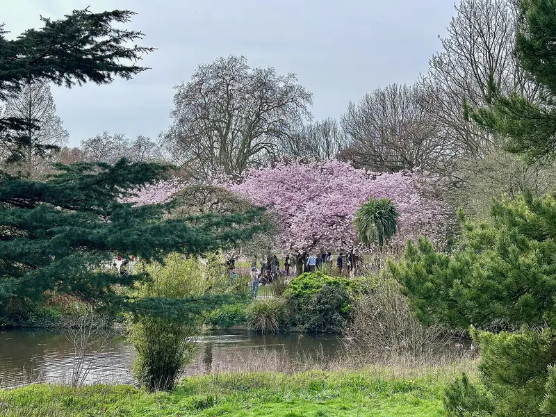 Pink cherry blossom and evergreen trees beside a pond in Ravenscourt Park