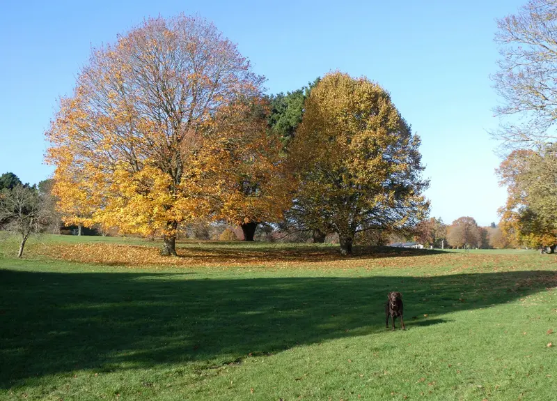 Trees in golden autumn colour on a sunny lawn in Mote Park