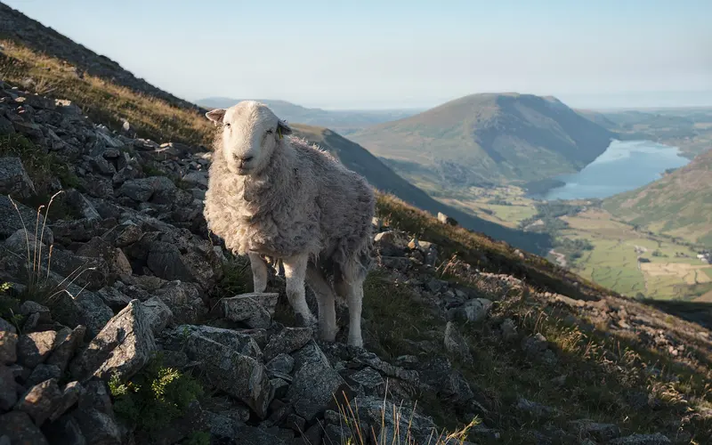 A Herdwick sheep on a rocky fellside in the Lake District, with a valley and lake far below